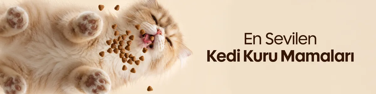 kedi