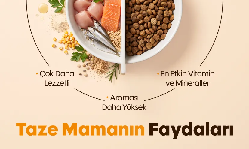 Taze Teslimat