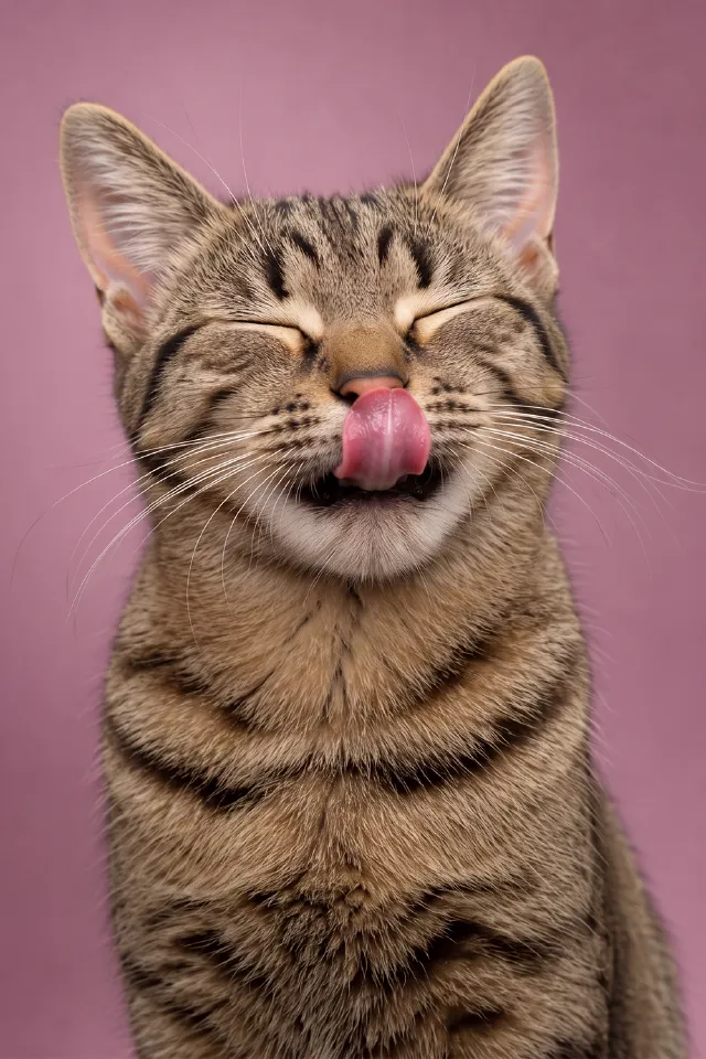 Kedi