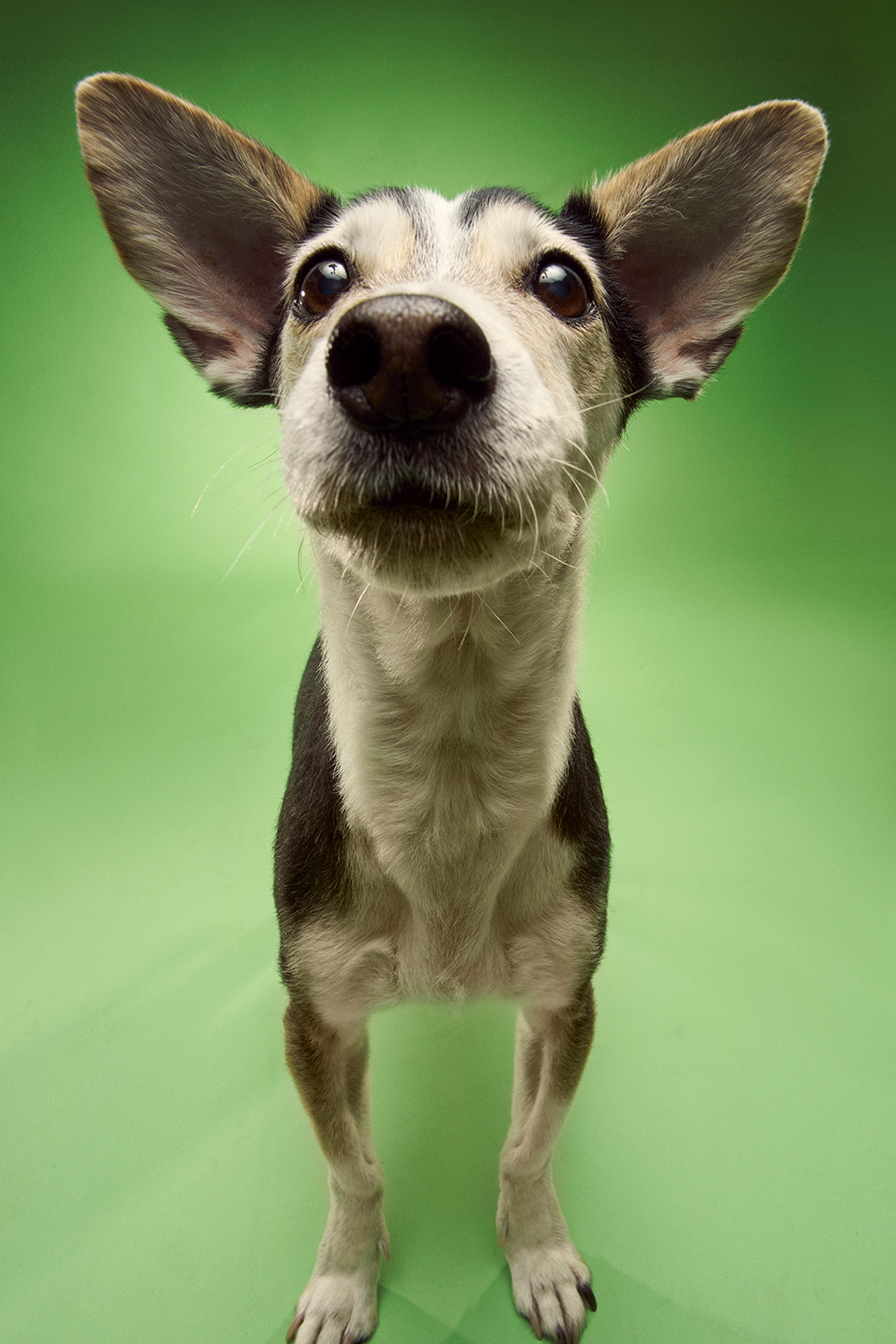 Köpek