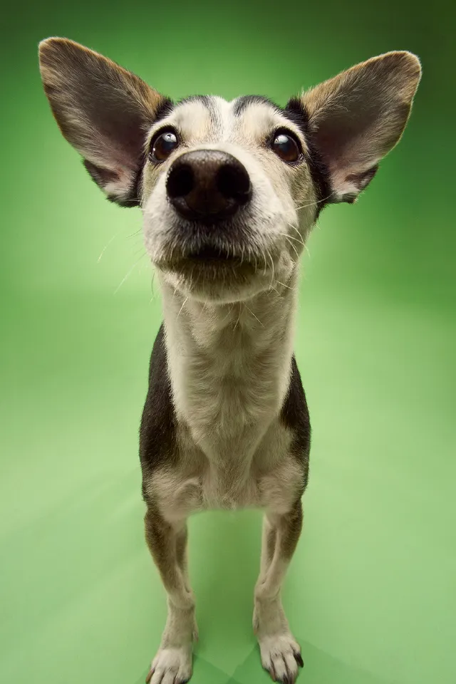 Köpek