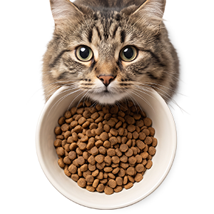 Kedi Kuru Mama