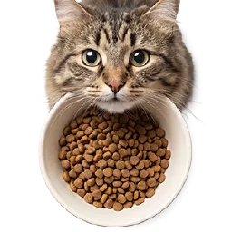 Kedi Kuru Mama