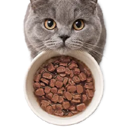 Kedi Yaş Mama