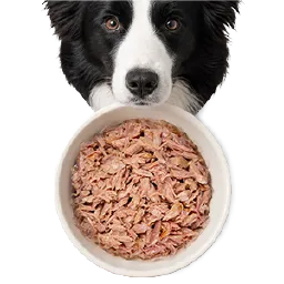 Köpek Yaş Mama