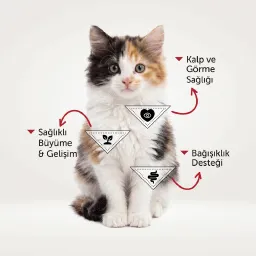 Görsel 2