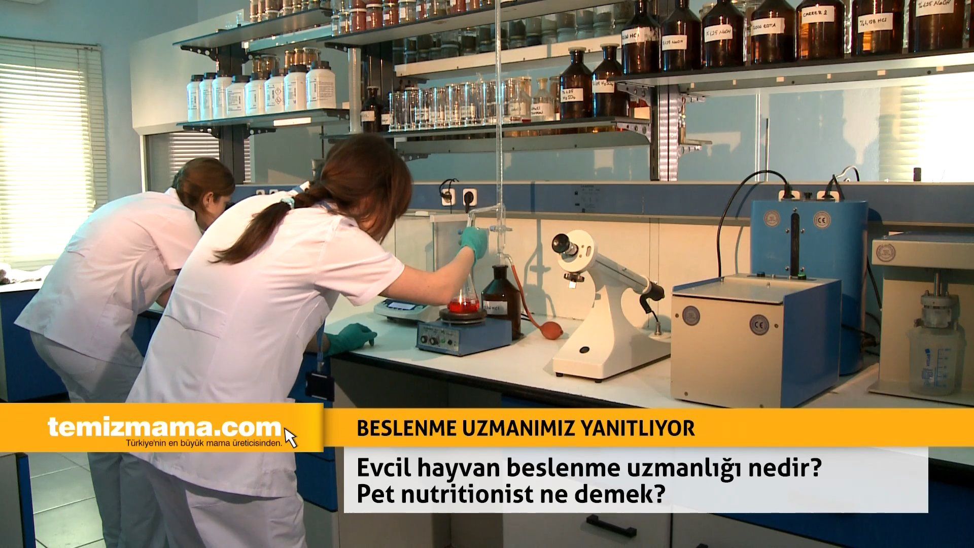 Evcil hayvan beslenme uzmanlığı nedir? Pet nutritionist ne demek?